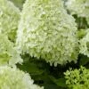 Pluimhortensia (Hydrangea Paniculata 'Little Spooky') -Tuinplanten Winkel visi167162