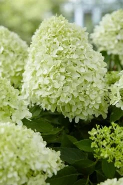 Pluimhortensia (Hydrangea Paniculata 'Little Spooky')