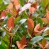 Glansmispel (Photinia Fraseri 'Chico') -Tuinplanten Winkel visi177484