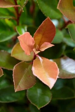 Glansmispel (Photinia Fraseri 'Chico') -Tuinplanten Winkel visi177486