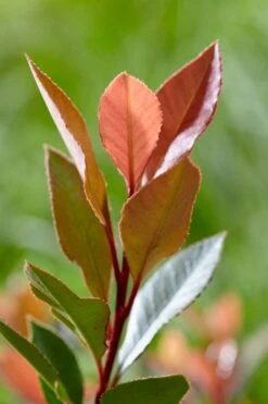 Glansmispel (Photinia Fraseri 'Chico') -Tuinplanten Winkel visi177487