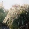 Prachtriet (Miscanthus Sinensis 'Purpurascens') -Tuinplanten Winkel visi18184