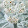 Vlinderstruik (Buddleja 'Silver Anniversary') -Tuinplanten Winkel visi185927
