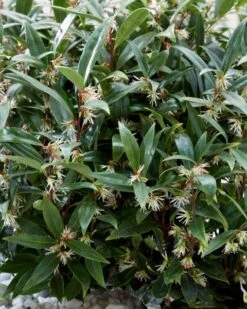 Sarcococca (Sarcococca Hookeriana 'Purple Gem') -Tuinplanten Winkel visi187721