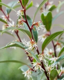 Sarcococca (Sarcococca Hookeriana 'Purple Gem') -Tuinplanten Winkel visi187723