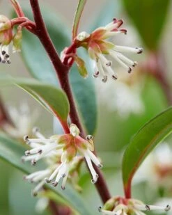 Sarcococca (Sarcococca Hookeriana 'Purple Gem') -Tuinplanten Winkel visi187724