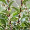 Sarcococca (Sarcococca Hookeriana 'Purple Gem') -Tuinplanten Winkel visi187728