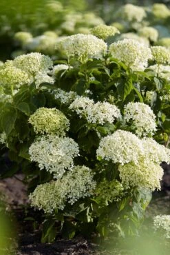 Hortensia (Hydrangea 'BellaRagazza Blanchetta') -Tuinplanten Winkel visi191877 1