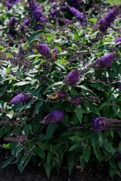 Vlinderstruik (Buddleja 'Rocketstar Indigo') 6 Vlinderstruik (Buddleja 'Rocketstar Indigo') -Tuinplanten Winkel visi192288