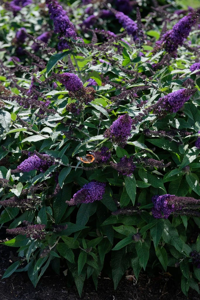 Vlinderstruik (Buddleja 'Rocketstar Indigo') 4 Vlinderstruik (Buddleja 'Rocketstar Indigo') - Afbeelding 2
