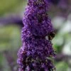 Vlinderstruik (Buddleja 'Rocketstar Indigo') -Tuinplanten Winkel visi192294