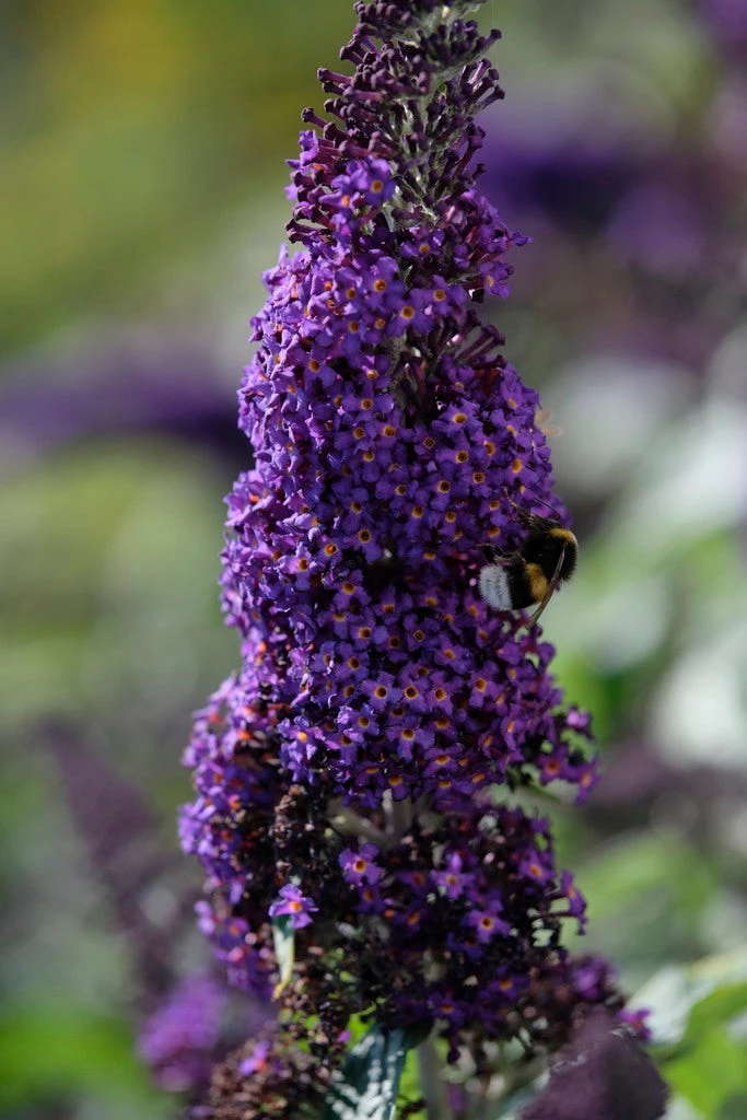 Vlinderstruik (Buddleja 'Rocketstar Indigo') 3 Vlinderstruik (Buddleja 'Rocketstar Indigo')