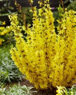 Chinees Klokje (Forsythia Intermedia 'Mikador' ®) -Tuinplanten Winkel visi195778