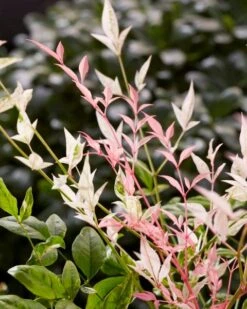 Hemelse Bamboe (Nandina Domestica 'Twilight') 7 Hemelse Bamboe (Nandina Domestica 'Twilight') -Tuinplanten Winkel visi197307