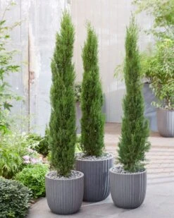 Italiaanse Cypres (Cupressus Sempervirens 'Stricta') -Tuinplanten Winkel visi198161 1