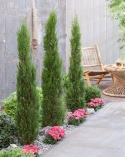 Tuinplanten Winkel -Tuinplanten Winkel visi198162 1