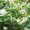 Toscaanse Jasmijn (Trachelospermum Jasminoides)