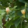 Grote Tulpenboom (Liriodendron Tulipifera) -Tuinplanten Winkel visi34855