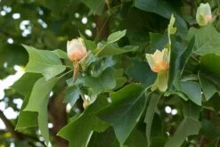 Grote Tulpenboom (Liriodendron Tulipifera)