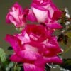 Grootbloemige Roos (Rosa 'Rose Gaujard') -Tuinplanten Winkel visi35484