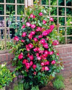 Grootbloemige Roos (Rosa 'Rose Gaujard') 5 Grootbloemige Roos (Rosa 'Rose Gaujard') -Tuinplanten Winkel visi35495