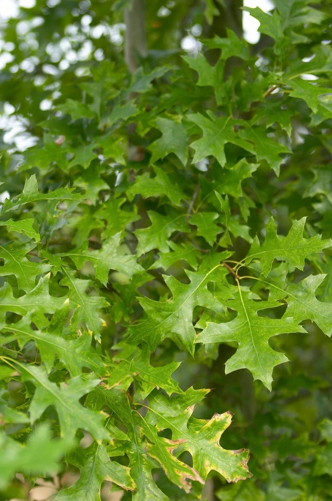 Moeraseik, Bosplantsoen (Quercus Palustris) 3 Moeraseik, Bosplantsoen (Quercus Palustris)