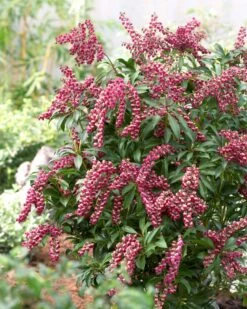 Rotsheide (Pieris Japonica 'Passion') -Tuinplanten Winkel visi43740