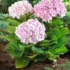 Hortensia (Hydrangea 'Peppermint') -Tuinplanten Winkel visi61156