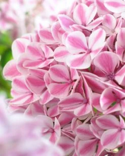 Hortensia (Hydrangea 'Peppermint') -Tuinplanten Winkel visi61158