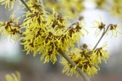 Toverhazelaar (Hamamelis Intermedia 'Westerstede')