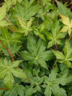 Japanse Esdoorn (Acer Palmatum 'Bi Hoo') -Tuinplanten Winkel visi69012 1