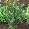 Blauwe Hulst (Ilex Meserveae 'Blue Princess') -Tuinplanten Winkel visi71585