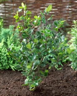 Blauwe Hulst (Ilex Meserveae 'Blue Prince') -Tuinplanten Winkel visi71585 1
