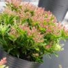 Rotsheide (Pieris Japonica 'Prelude') -Tuinplanten Winkel visi72845