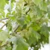 Muskaatdruif (Vitis Vinifera ‘Moscato Bianco’) -Tuinplanten Winkel vitis 1