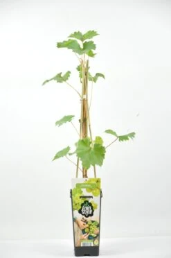 Witte Druif (Vitis 'Bianca') -Tuinplanten Winkel vitis bianca rp2l witte druif