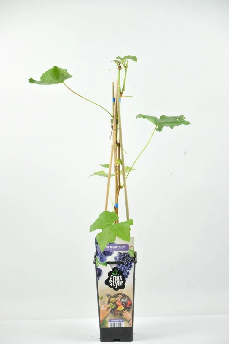 Blauwe Druif (Vitis ‘Leon Millot’) 3 Blauwe Druif (Vitis ‘Leon Millot’)