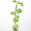 Witte Druif (Vitis 'White Muscat') -Tuinplanten Winkel vitis muscaat white rp2l witte druif