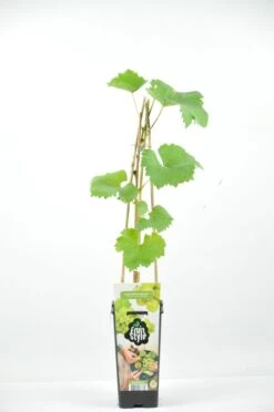 Witte Druif (Vitis 'White Muscat')