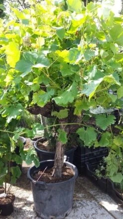 Druif, Op Stam (Vitis Vinifera) -Tuinplanten Winkel vitis op stam01