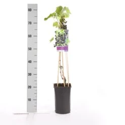 Blauwe Druif (Vitis 'Regent') -Tuinplanten Winkel vitis regent