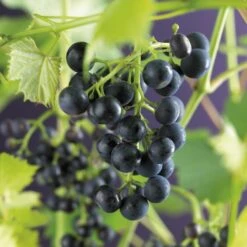 Blauwe Druif (Vitis 'Regent') -Tuinplanten Winkel vitis regent 2