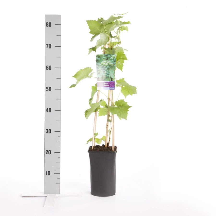 Witte Druif (Vitis 'Riesling') 4 Witte Druif (Vitis 'Riesling') - Afbeelding 2