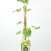 Witte Druif (Vitis 'Solaris') 2 Witte Druif (Vitis 'Solaris') -Tuinplanten Winkel vitis solaris rp2l witte druif kopie