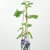 Blauwe Druif (Vitis 'Triomph D'Alsace') -Tuinplanten Winkel vitis triomphe d alsace rp2l blauwe druif