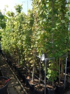 Druif, Op Stam (Vitis Vinifera) -Tuinplanten Winkel vitis vinifera 200 250 300 c20