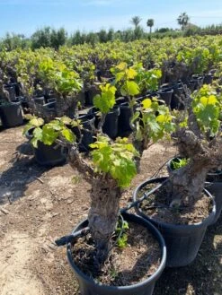 Druif, Op Stam (Vitis Vinifera) -Tuinplanten Winkel vitis vinifera 25l