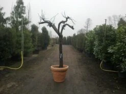 Druif, Op Stam (Vitis Vinifera) -Tuinplanten Winkel vitis vinifera 30 40 c200 solitair extra