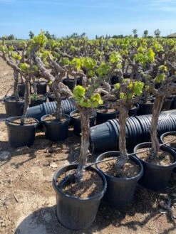 Druif, Op Stam (Vitis Vinifera) -Tuinplanten Winkel vitis vinifera 45l