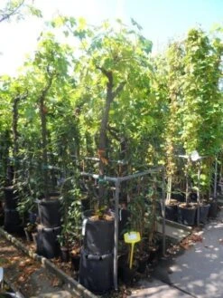 Druif, Op Stam (Vitis Vinifera) -Tuinplanten Winkel vitis vinifera halfstam 12 14 16